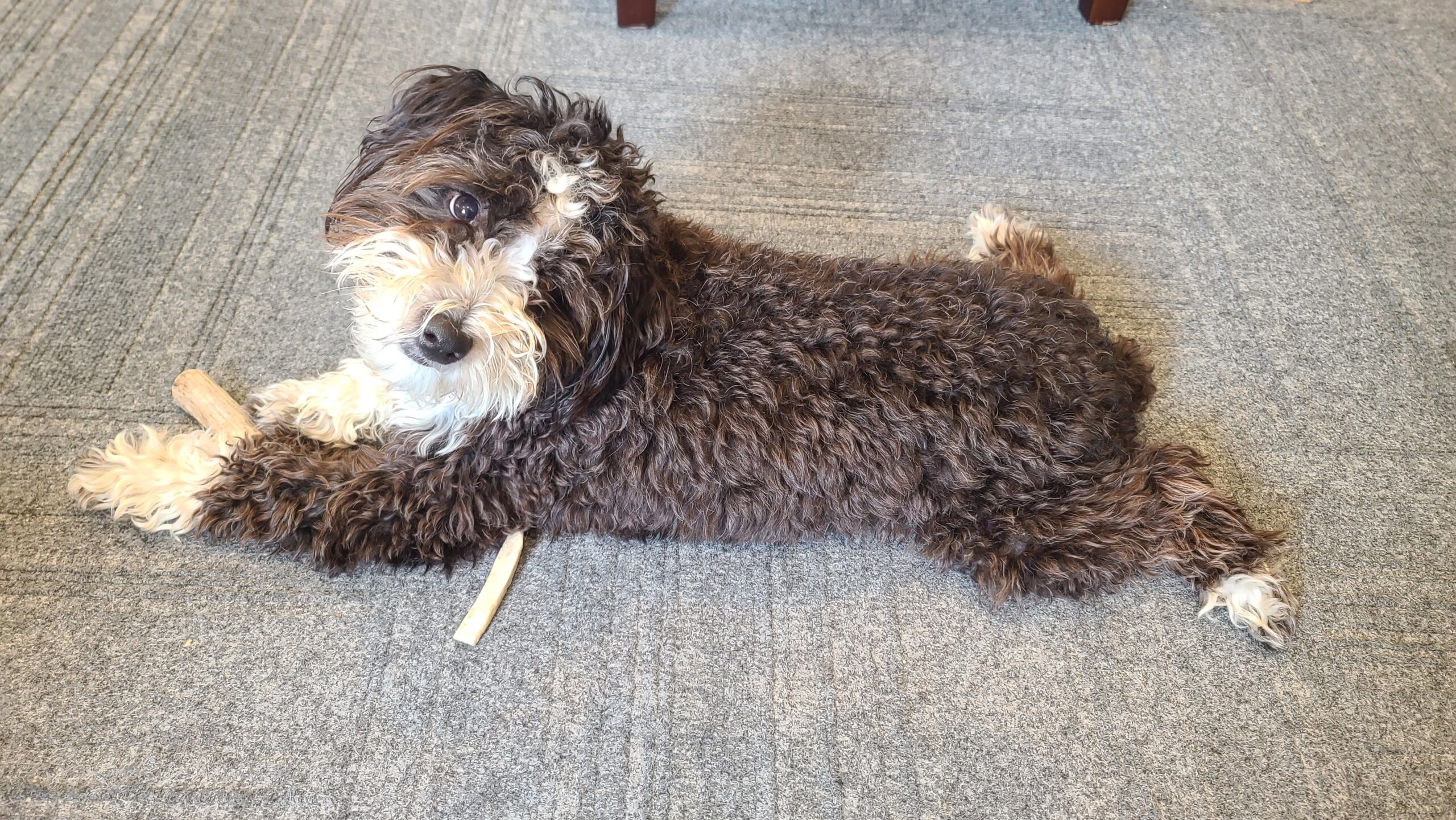 Sampson chewing a stick on the office floor