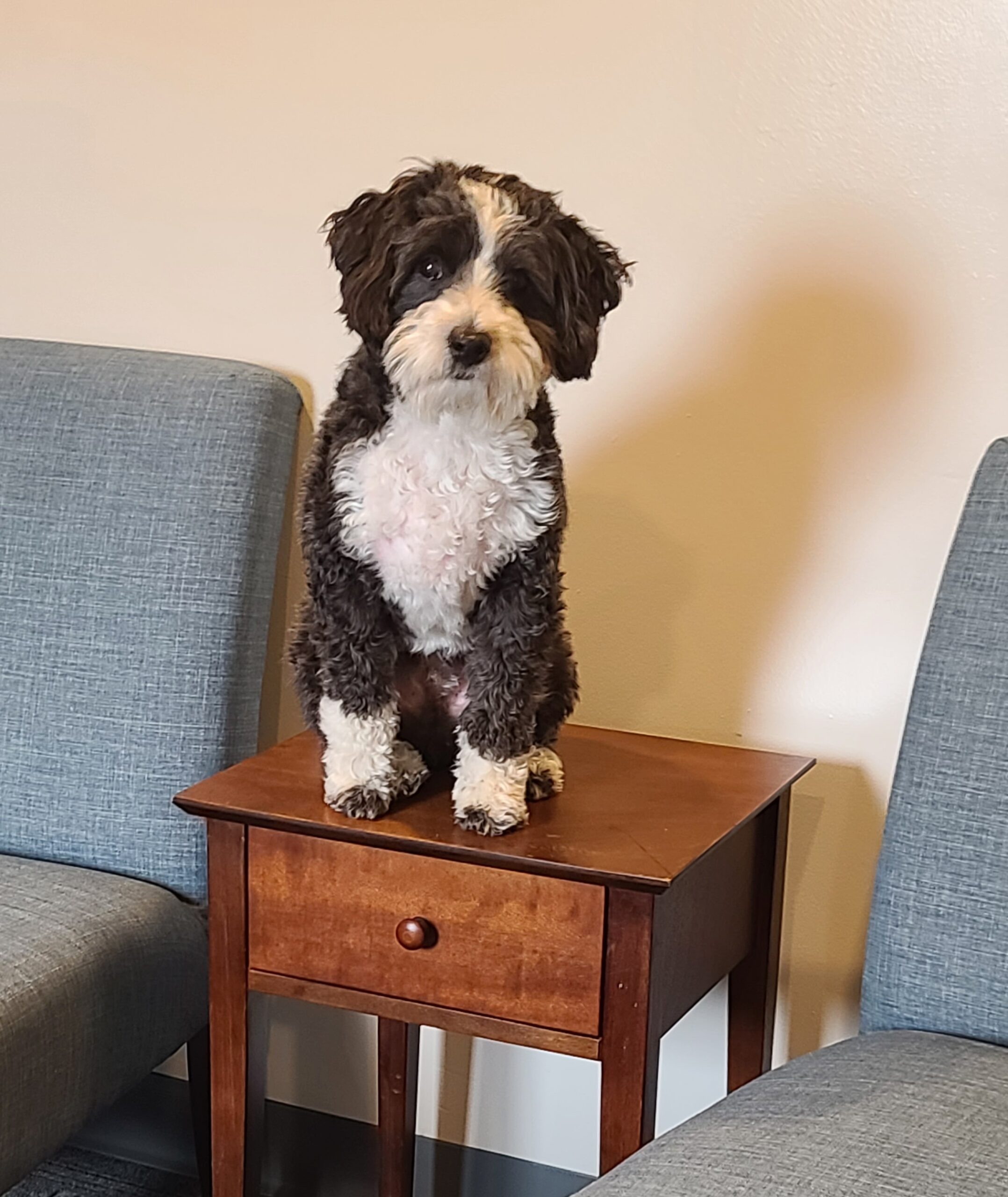 Sampson standing on the office side table