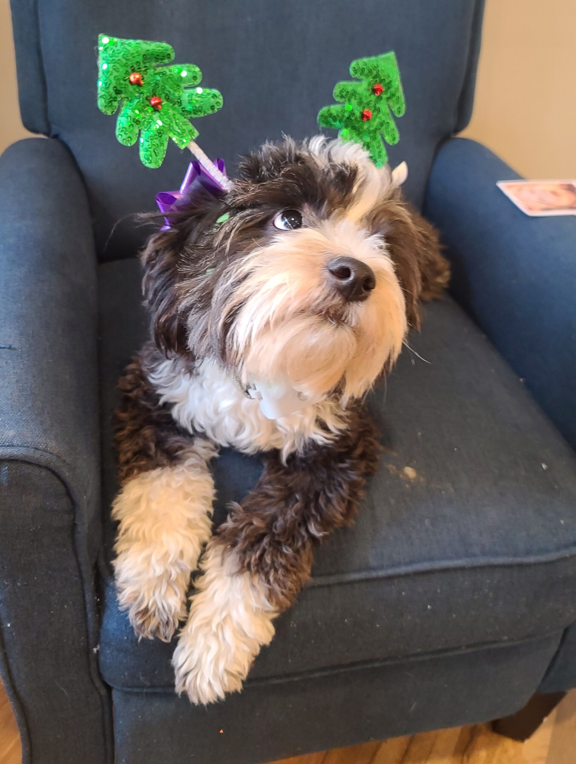 Sampson wearing Christmas tree antlers