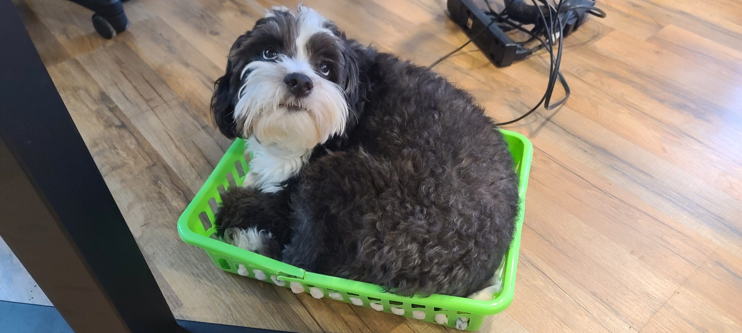 Sampson curled up in a green basket at the office