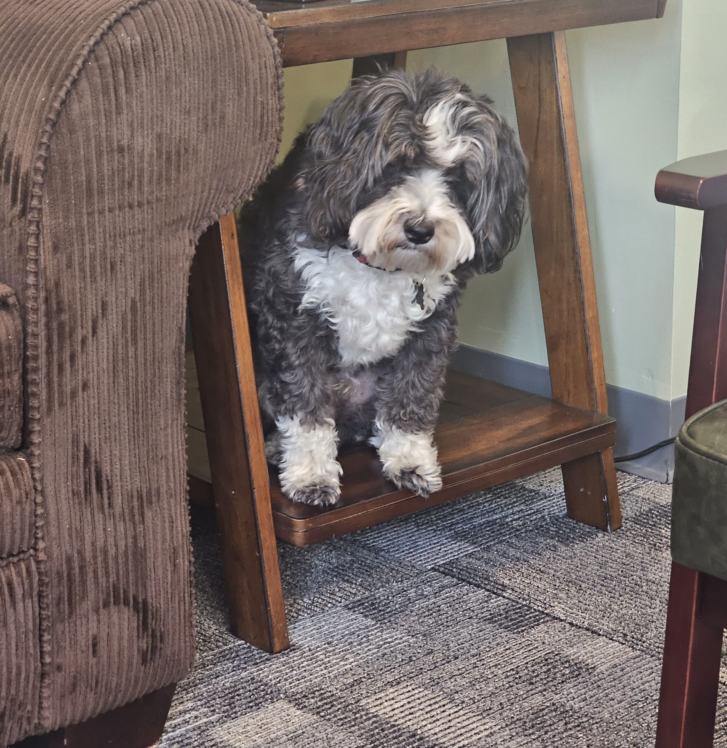 Sampson navigating under the office end table