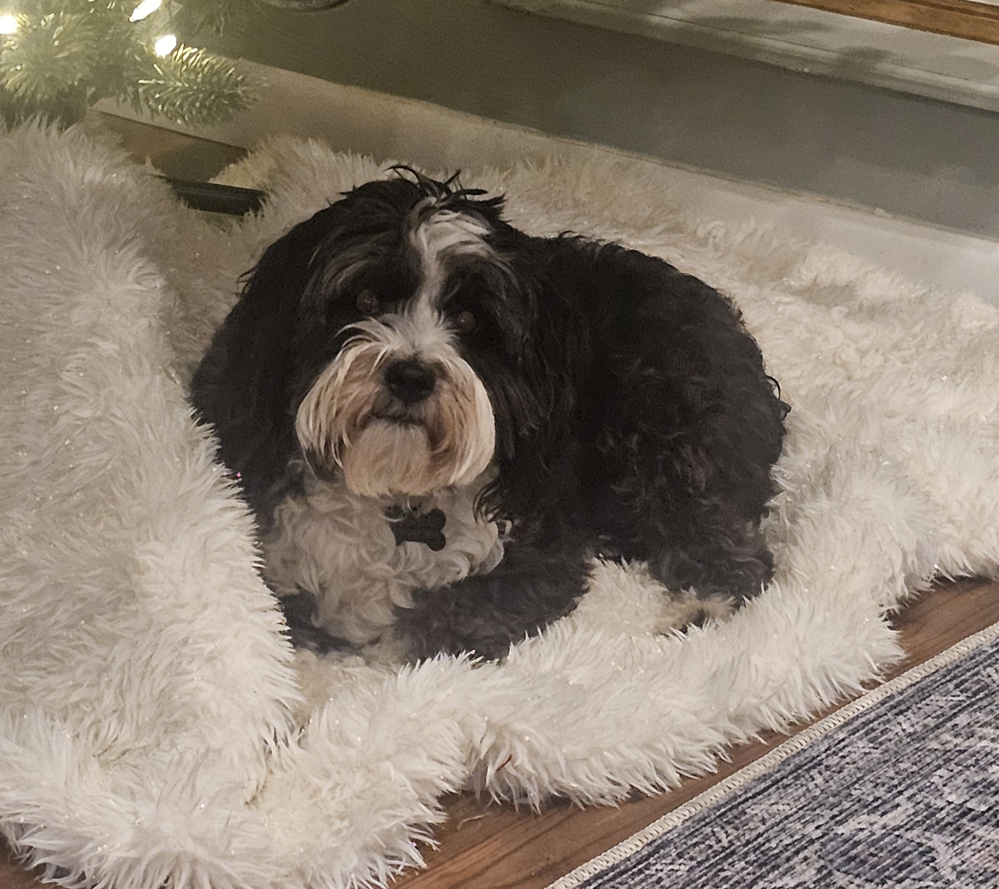 Sampson relaxing - author of Paws and Reflect newsletter column