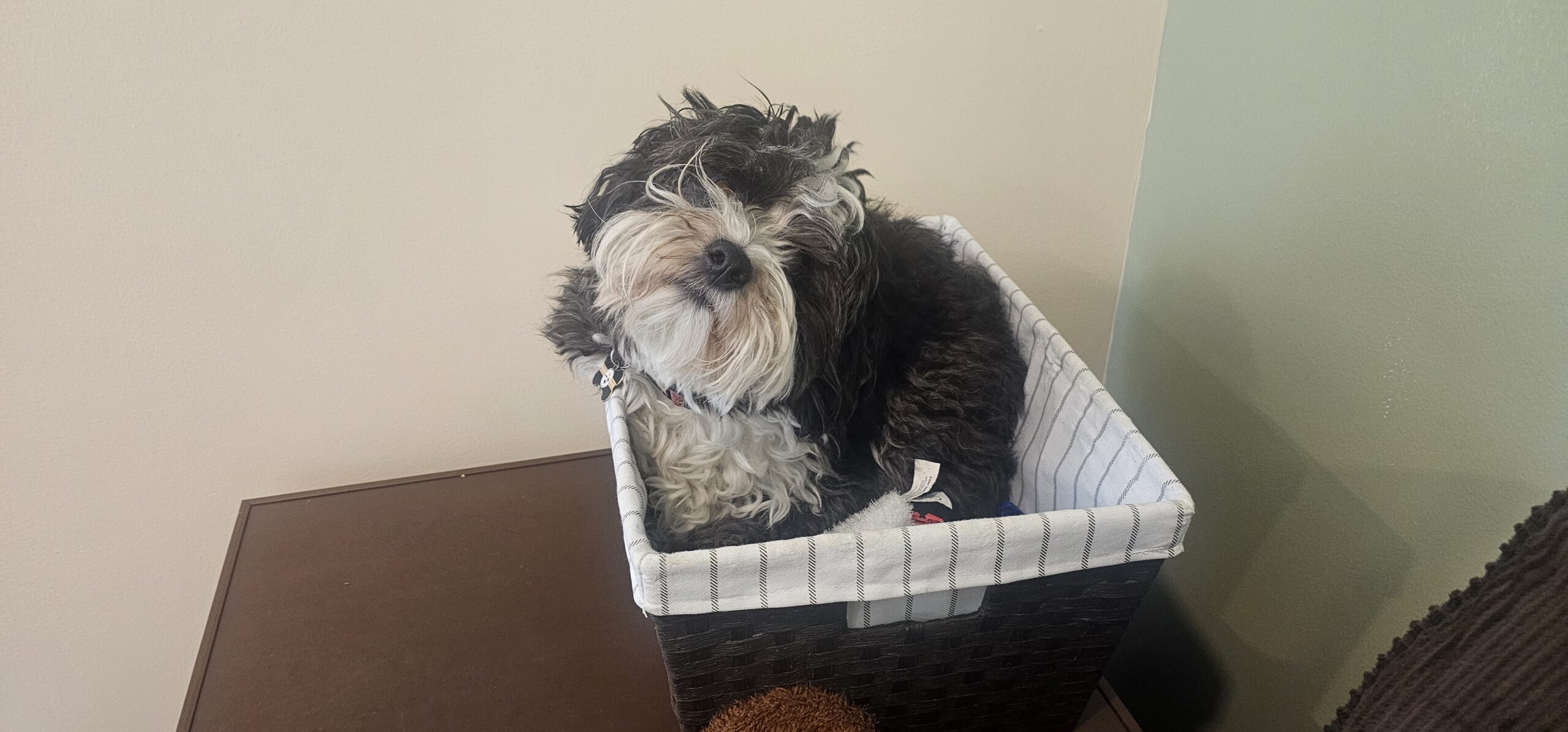 Sampson in his woven basket next to the therapy couch
