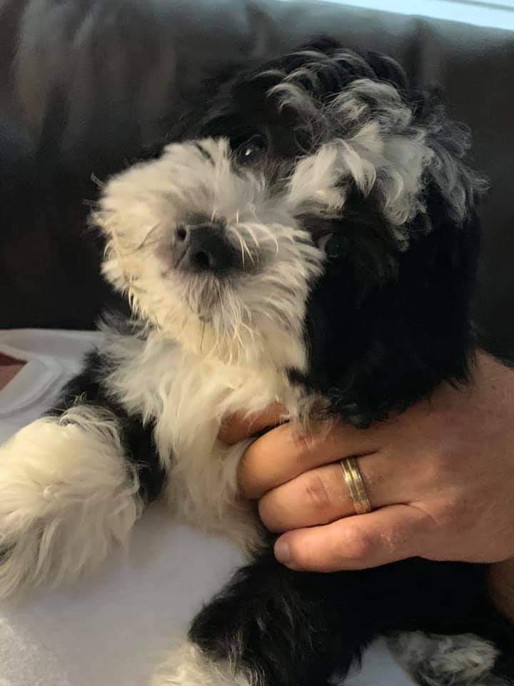Sampson as a newborn blind miniature Aussiedoodle puppy